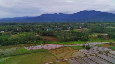 Endonezya 'nın güzel sabah manzarası. Güzellik rengi ve gökyüzü doğal ışıklarıyla Panorama manzara çeltik tarlaları