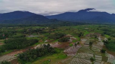 Endonezya 'nın güzel sabah manzarası. Güzellik rengi ve gökyüzü doğal ışıklarıyla Panorama manzara çeltik tarlaları