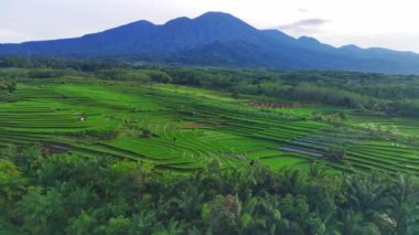 Endonezya 'nın güzel sabah manzarası. Güzellik rengi ve gökyüzü doğal ışıklarıyla Panorama manzara çeltik tarlaları