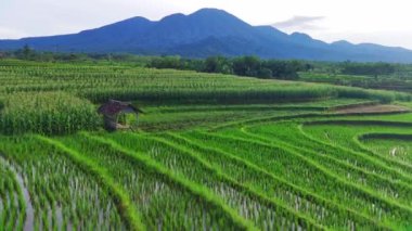 Endonezya 'nın güzel sabah manzarası. Güzellik rengi ve gökyüzü doğal ışıklarıyla Panorama manzara çeltik tarlaları