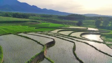 Endonezya 'nın güzel sabah manzarası. Güzellik rengi ve gökyüzü doğal ışıklarıyla Panorama manzara çeltik tarlaları