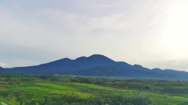 Endonezya 'nın güzel sabah manzarası. Güzellik rengi ve gökyüzü doğal ışıklarıyla Panorama manzara çeltik tarlaları