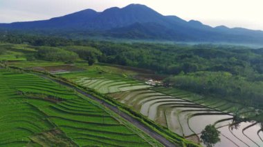 Endonezya 'nın güzel sabah manzarası. Güzellik rengi ve gökyüzü doğal ışıklarıyla Panorama manzara çeltik tarlaları