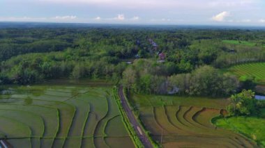 Endonezya 'nın güzel sabah manzarası. Güzellik rengi ve gökyüzü doğal ışıklarıyla Panorama manzara çeltik tarlaları