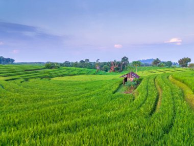 Kuzey Bengkulu 'daki Endonezya güzelliği çeltik tarlaları. Endonezya' nın dağları ve tropikal ormanlarının doğal sabah manzarası.