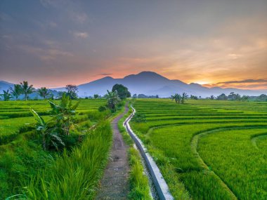 Kuzey Bengkulu 'daki Endonezya güzelliği çeltik tarlaları. Endonezya' nın dağları ve tropikal ormanlarının doğal sabah manzarası.
