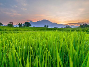 Kuzey Bengkulu 'daki Endonezya güzelliği çeltik tarlaları. Endonezya' nın dağları ve tropikal ormanlarının doğal sabah manzarası.