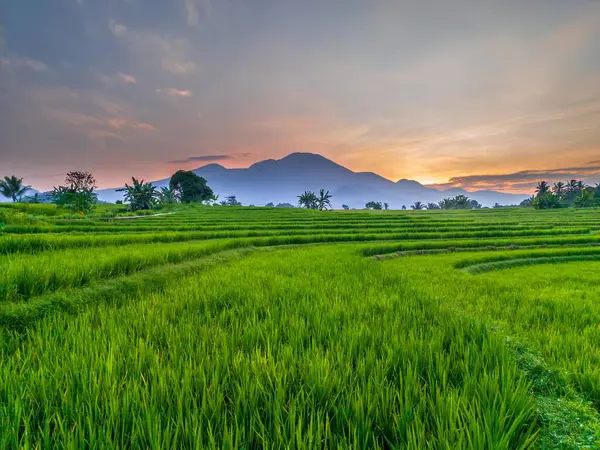 Stock image indonesia beauty landscape paddy fields in north bengkulu natural beautiful morning view from Indonesia of mountains and tropical forest