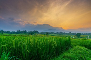 Kuzey Bengkulu 'daki Endonezya güzelliği çeltik tarlaları. Endonezya' nın dağları ve tropikal ormanlarının doğal sabah manzarası.