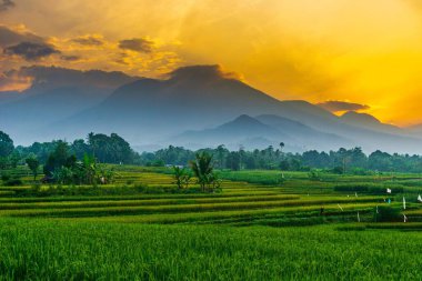 Kuzey Bengkulu 'daki Endonezya güzelliği çeltik tarlaları. Endonezya' nın dağları ve tropikal ormanlarının doğal sabah manzarası.
