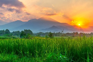 Kuzey Bengkulu 'daki Endonezya güzelliği çeltik tarlaları. Endonezya' nın dağları ve tropikal ormanlarının doğal sabah manzarası.