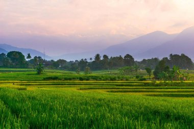 Kuzey Bengkulu 'daki Endonezya güzelliği çeltik tarlaları. Endonezya' nın dağları ve tropikal ormanlarının doğal sabah manzarası.