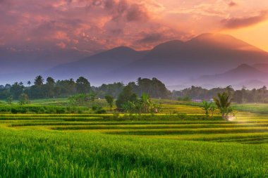 Kuzey Bengkulu 'daki Endonezya güzelliği çeltik tarlaları. Endonezya' nın dağları ve tropikal ormanlarının doğal sabah manzarası.