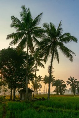Kuzey Bengkulu 'daki Endonezya güzelliği çeltik tarlaları. Endonezya' nın dağları ve tropikal ormanlarının doğal sabah manzarası.