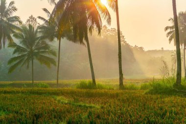 Kuzey Bengkulu 'daki Endonezya güzelliği çeltik tarlaları. Endonezya' nın dağları ve tropikal ormanlarının doğal sabah manzarası.