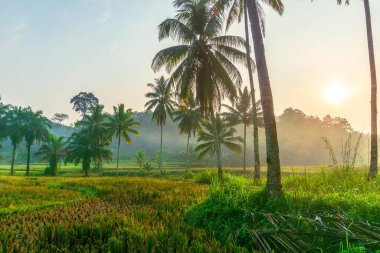 Kuzey Bengkulu 'daki Endonezya güzelliği çeltik tarlaları. Endonezya' nın dağları ve tropikal ormanlarının doğal sabah manzarası.