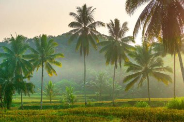 Kuzey Bengkulu 'daki Endonezya güzelliği çeltik tarlaları. Endonezya' nın dağları ve tropikal ormanlarının doğal sabah manzarası.