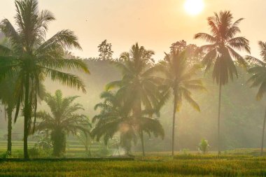 Kuzey Bengkulu 'daki Endonezya güzelliği çeltik tarlaları. Endonezya' nın dağları ve tropikal ormanlarının doğal sabah manzarası.