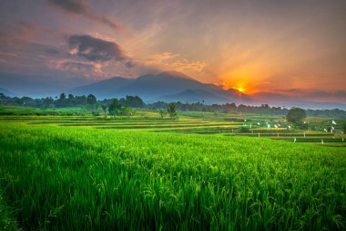 Kuzey Bengkulu 'daki Endonezya güzelliği çeltik tarlaları. Endonezya' nın dağları ve tropikal ormanlarının doğal sabah manzarası.