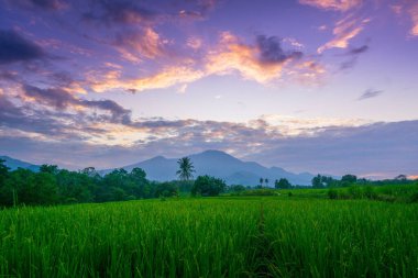 Kuzey Bengkulu 'daki Endonezya güzelliği çeltik tarlaları. Endonezya' nın dağları ve tropikal ormanlarının doğal sabah manzarası.
