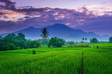 Kuzey Bengkulu 'daki Endonezya güzelliği çeltik tarlaları. Endonezya' nın dağları ve tropikal ormanlarının doğal sabah manzarası.