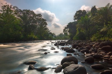 Kuzey Bengkulu 'daki Endonezya güzelliği çeltik tarlaları. Endonezya' nın dağları ve tropikal ormanlarının doğal sabah manzarası.