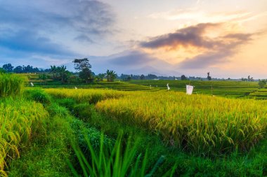 Kuzey Bengkulu 'daki Endonezya güzelliği çeltik tarlaları. Endonezya' nın dağları ve tropikal ormanlarının doğal sabah manzarası.