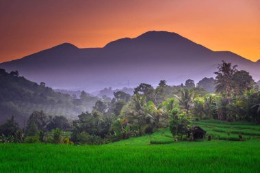 Kuzey Bengkulu 'daki Endonezya güzelliği çeltik tarlaları. Endonezya' nın dağları ve tropikal ormanlarının doğal sabah manzarası.