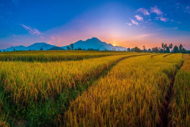 indonesia beauty landscape paddy fields in north bengkulu natural beautiful morning view from Indonesia of mountains and tropical forest clipart