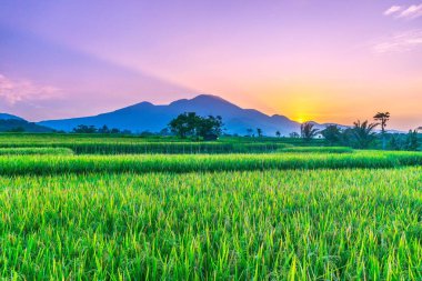 Kuzey Bengkulu 'daki Endonezya güzelliği çeltik tarlaları. Endonezya' nın dağları ve tropikal ormanlarının doğal sabah manzarası.