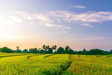Kuzey Bengkulu 'daki Endonezya güzelliği çeltik tarlaları. Endonezya' nın dağları ve tropikal ormanlarının doğal sabah manzarası.