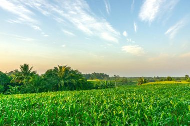 Kuzey Bengkulu 'daki Endonezya güzelliği çeltik tarlaları. Endonezya' nın dağları ve tropikal ormanlarının doğal sabah manzarası.