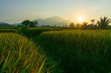 Kuzey Bengkulu 'daki Endonezya güzelliği çeltik tarlaları. Endonezya' nın dağları ve tropikal ormanlarının doğal sabah manzarası.