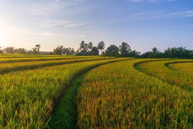 Kuzey Bengkulu 'daki Endonezya güzelliği çeltik tarlaları. Endonezya' nın dağları ve tropikal ormanlarının doğal sabah manzarası.