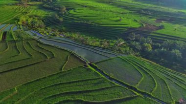 Endonezya 'nın güzel sabah manzarası. Güzellik rengi ve gökyüzü doğal ışıklarıyla Panorama manzara çeltik tarlaları
