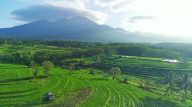 Endonezya 'nın güzel sabah manzarası. Güzellik rengi ve gökyüzü doğal ışıklarıyla Panorama manzara çeltik tarlaları