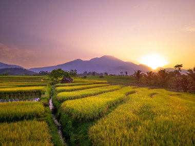 Kuzey Bengkulu 'daki Endonezya güzelliği çeltik tarlaları. Endonezya' nın dağları ve tropikal ormanlarının doğal sabah manzarası.
