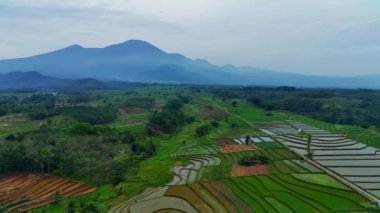 Endonezya 'nın güzel sabah manzarası. Güzellik rengi ve gökyüzü doğal ışıklarıyla Panorama manzara çeltik tarlaları