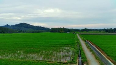 Endonezya 'nın güzel sabah manzarası. Güzellik rengi ve gökyüzü doğal ışıklarıyla Panorama manzara çeltik tarlaları
