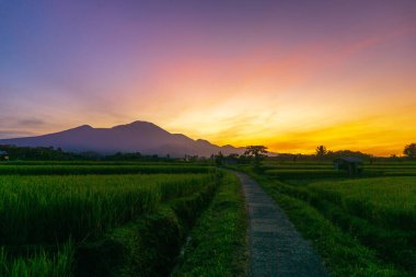 Kuzey Bengkulu 'daki Endonezya güzelliği çeltik tarlaları. Endonezya' nın dağları ve tropikal ormanlarının doğal sabah manzarası.