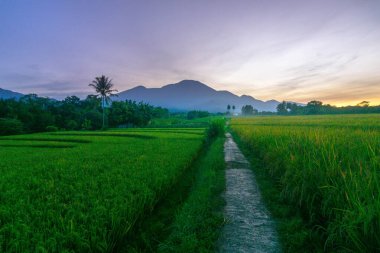 Kuzey Bengkulu 'daki Endonezya güzelliği çeltik tarlaları. Endonezya' nın dağları ve tropikal ormanlarının doğal sabah manzarası.