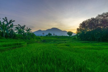 Kuzey Bengkulu 'daki Endonezya güzelliği çeltik tarlaları. Endonezya' nın dağları ve tropikal ormanlarının doğal sabah manzarası.
