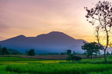 Kuzey Bengkulu 'daki Endonezya güzelliği çeltik tarlaları. Endonezya' nın dağları ve tropikal ormanlarının doğal sabah manzarası.