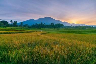 Kuzey Bengkulu 'daki Endonezya güzelliği çeltik tarlaları. Endonezya' nın dağları ve tropikal ormanlarının doğal sabah manzarası.