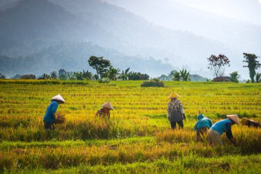 Kuzey Bengkulu 'daki Endonezya güzelliği çeltik tarlaları. Endonezya' nın dağları ve tropikal ormanlarının doğal sabah manzarası.