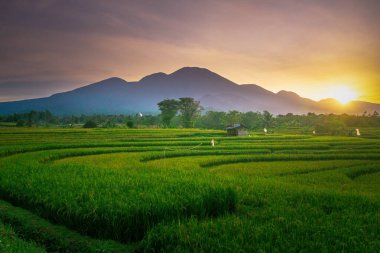 Kuzey Bengkulu 'daki Endonezya güzelliği çeltik tarlaları. Endonezya' nın dağları ve tropikal ormanlarının doğal sabah manzarası.