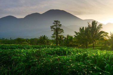 Kuzey Bengkulu 'daki Endonezya güzelliği çeltik tarlaları. Endonezya' nın dağları ve tropikal ormanlarının doğal sabah manzarası.