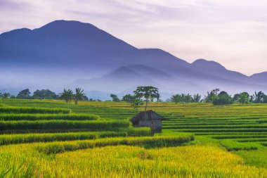 Kuzey Bengkulu 'daki Endonezya güzelliği çeltik tarlaları. Endonezya' nın dağları ve tropikal ormanlarının doğal sabah manzarası.