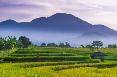 Kuzey Bengkulu 'daki Endonezya güzelliği çeltik tarlaları. Endonezya' nın dağları ve tropikal ormanlarının doğal sabah manzarası.