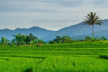 Kuzey Bengkulu 'daki Endonezya güzelliği çeltik tarlaları. Endonezya' nın dağları ve tropikal ormanlarının doğal sabah manzarası.